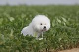 BICHON FRISE 205